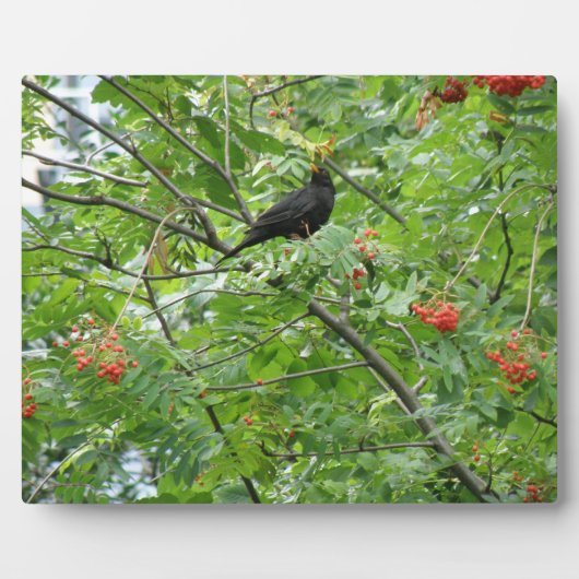 Blackbird und Berries Plaque Fotoplatte (Vorderseite)