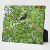 Blackbird und Berries Plaque Fotoplatte (Seite)