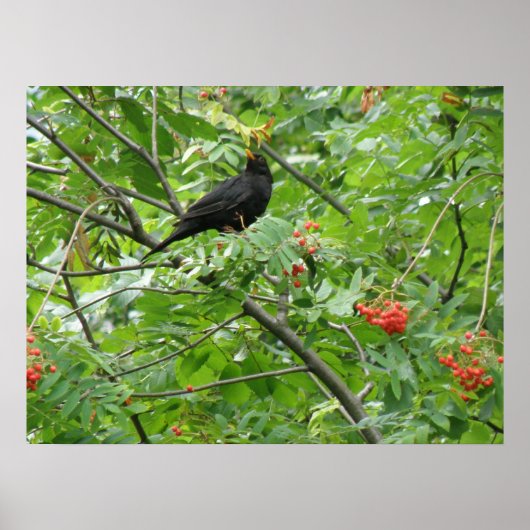 Blackbird und Berries Print Poster (Vorne)
