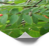 Blackbird und Berries Print Poster (Ecke)