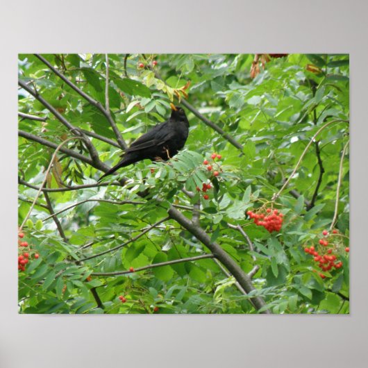 Blackbird und Berries Print Poster (Vorne)