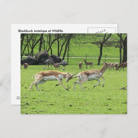 Blackbuck Antelope Postcard Postkarte (Vorne/Hinten)