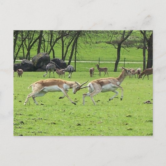 Blackbuck Antelope Postcard Postkarte (Vorderseite)