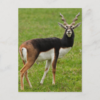 Blackbuck Male Antelope Postkarte