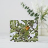 Blackburnian Warbler Postkarte (Stehend Vorderseite)