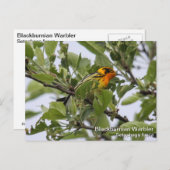 Blackburnian Warbler Postkarte (Vorne/Hinten)
