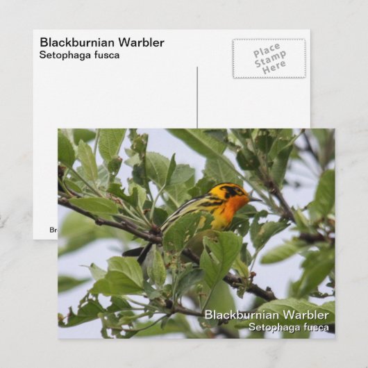 Blackburnian Warbler Postkarte (Vorne/Hinten)