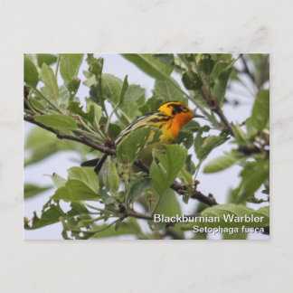 Blackburnian Warbler Postkarte