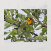 Blackburnian Warbler Postkarte (Vorderseite)