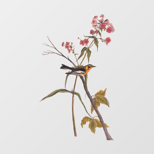 Blackburnian Warbler Vintag Audubon Songbird Art Fensteraufkleber (Blatt)