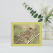Blackcap Postkarte (Stehend Vorderseite)
