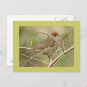 Blackcap Postkarte (Vorne/Hinten)