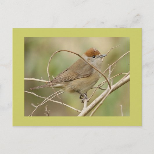 Blackcap Postkarte (Vorderseite)