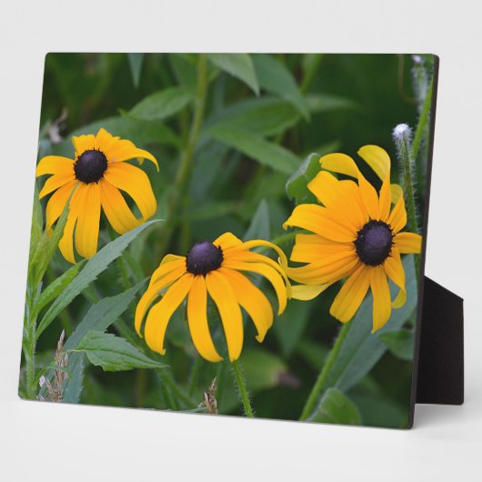 Blackeyed Susan Plaque Fotoplatte (Seite)