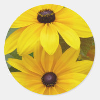 Blackeyed Susan Rudbeckia hirta f. homochroma