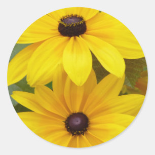 Blackeyed Susan Rudbeckia hirta f. homochroma Runder Aufkleber