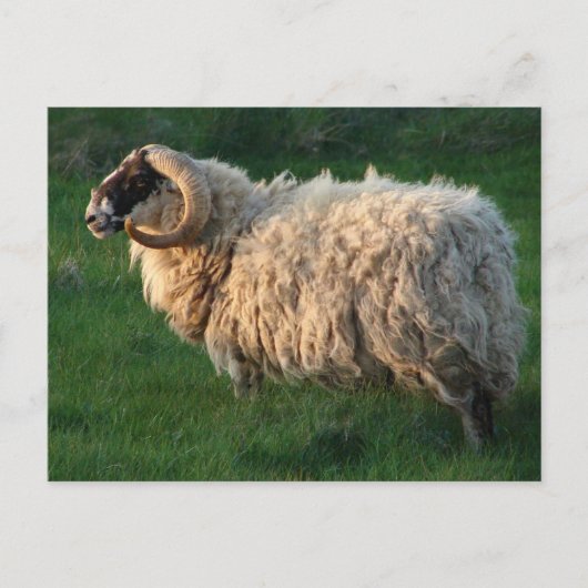 Blackface Sheep, Isle of Lewis, Outer Hebrides Postkarte (Vorderseite)