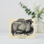 Blackface Sheep Postkarte (Stehend Vorderseite)