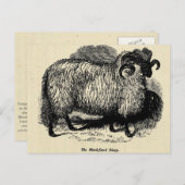 Blackface Sheep Postkarte (Vorne/Hinten)