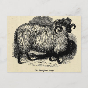 Blackface Sheep Postkarte