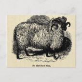 Blackface Sheep Postkarte (Vorderseite)