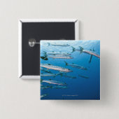 Blackfin Barracuda Button (Vorne & Hinten)
