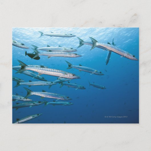 Blackfin Barracuda Postkarte (Vorderseite)