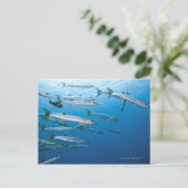 Blackfin Barracuda Postkarte (Stehend Vorderseite)