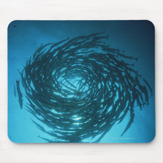 Blackfin barracuda schwimmen in Kreisen Mousepad (Vorne)