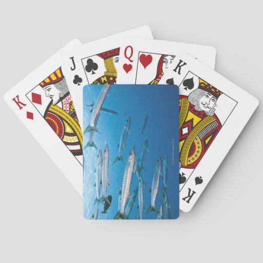 Blackfin Barracuda Spielkarten (Rückseite)