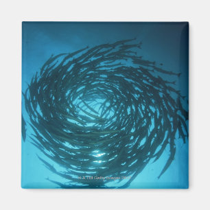 Blackfin Barracudaschwimmen in den Kreisen Magnet