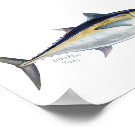 Blackfin Thunfisch-Poster. Poster (Ecke)