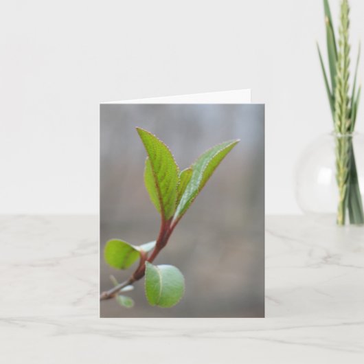 Blackhaw Notecard Karte (Vorderseite)