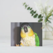 Blackhead Caique Postkarte (Stehend Vorderseite)