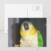 Blackhead Caique Postkarte (Vorne/Hinten)