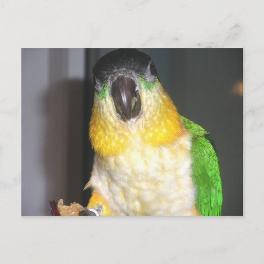 Blackhead Caique Postkarte (Vorderseite)