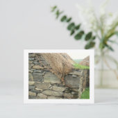 Blackhouse - Gearannan, Insel Lewis Postkarte (Stehend Vorderseite)