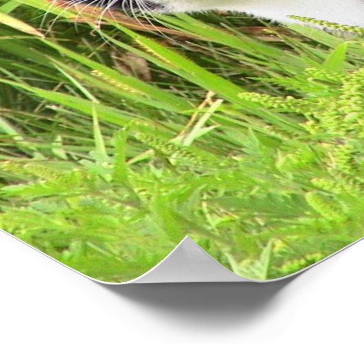 Blackie on Alert Poster (Ecke)