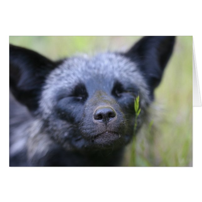 Blackjack der Fuchs (Vorderseite (Horizontal))