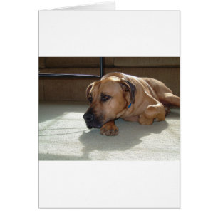 Blackmouth Cur Liegend