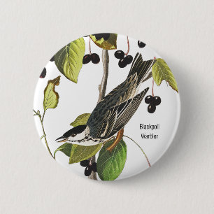 Blackpoll Warbler, Audubon, Vogelbeobachter Style  Button