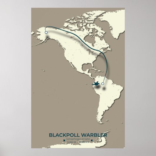 Blackpoll Warbler Migration Map - Minimalistisch Poster (Vorne)
