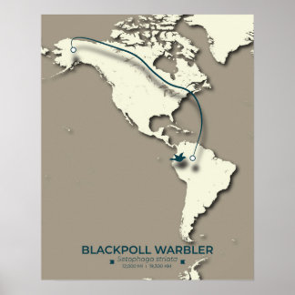 Blackpoll Warbler Migration Map - Minimalistisch Poster