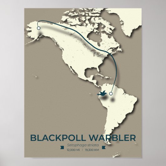 Blackpoll Warbler Migration Map - Minimalistisch Poster (Vorne)