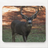 Blacktail Buck Mousepad (Vorne)