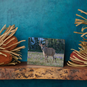 Blacktail Deer Buck   Olympic National Park Fotoplatte