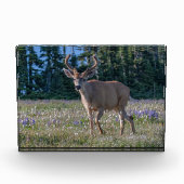 Blacktail Deer Buck | Olympischer Nationalpark Fotoblock (Vorderseite)