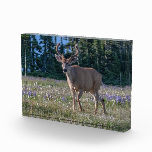 Blacktail Deer Buck | Olympischer Nationalpark Fotoblock (Rechts)