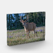 Blacktail Deer Buck | Olympischer Nationalpark Fotoblock (Links)