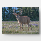 Blacktail Deer Buck | Olympischer Nationalpark Fotoplatte (Vorderseite)
